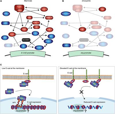 Interactions and Feedbacks in E-Cadherin Transcriptional Regulation